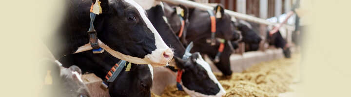 ergaenzungsfuttermittel rind kategorieeinstiegsbanner